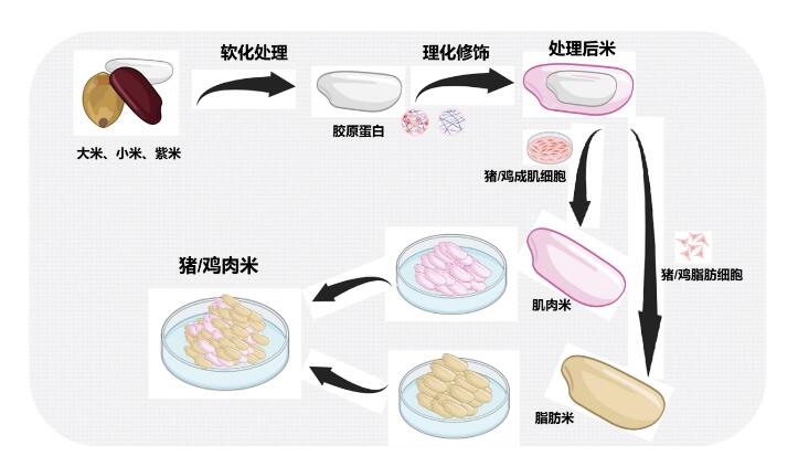 细胞培育肉技术飞跃，成功研发鸡肉米、猪肉米，引领食品新潮流！ (https://www.qianyan.tech/) 科学 第2张