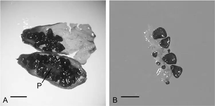 科学家复活了3万年前的种子 直到植物开花才发现和现代的不同   (https://www.qianyan.tech/) 科学 第6张