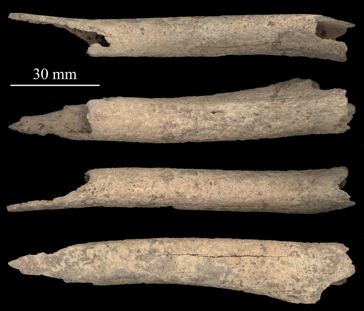 古代骨头揭示了人类与狗之间1.2万年前的友谊   (https://www.qianyan.tech/) 科学 第2张