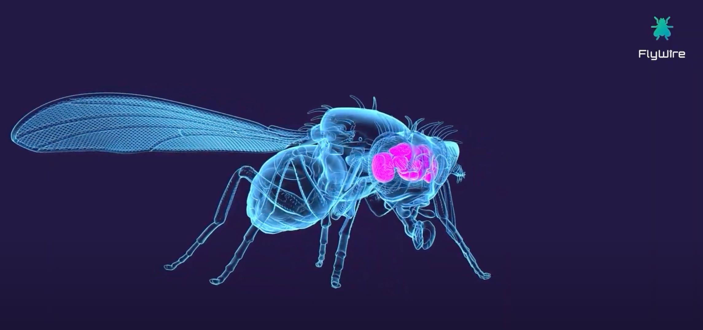 科学家首次绘制出整个果蝇大脑的细节图   (https://www.qianyan.tech/) 科学 第1张