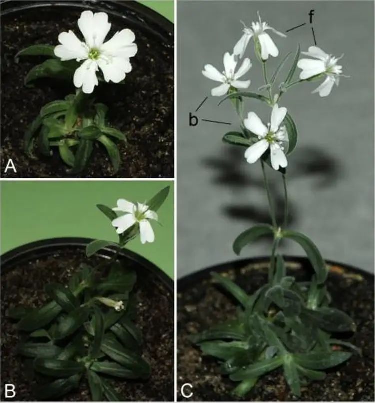 科学家复活了3万年前的种子 直到植物开花才发现和现代的不同   (https://www.qianyan.tech/) 科学 第5张