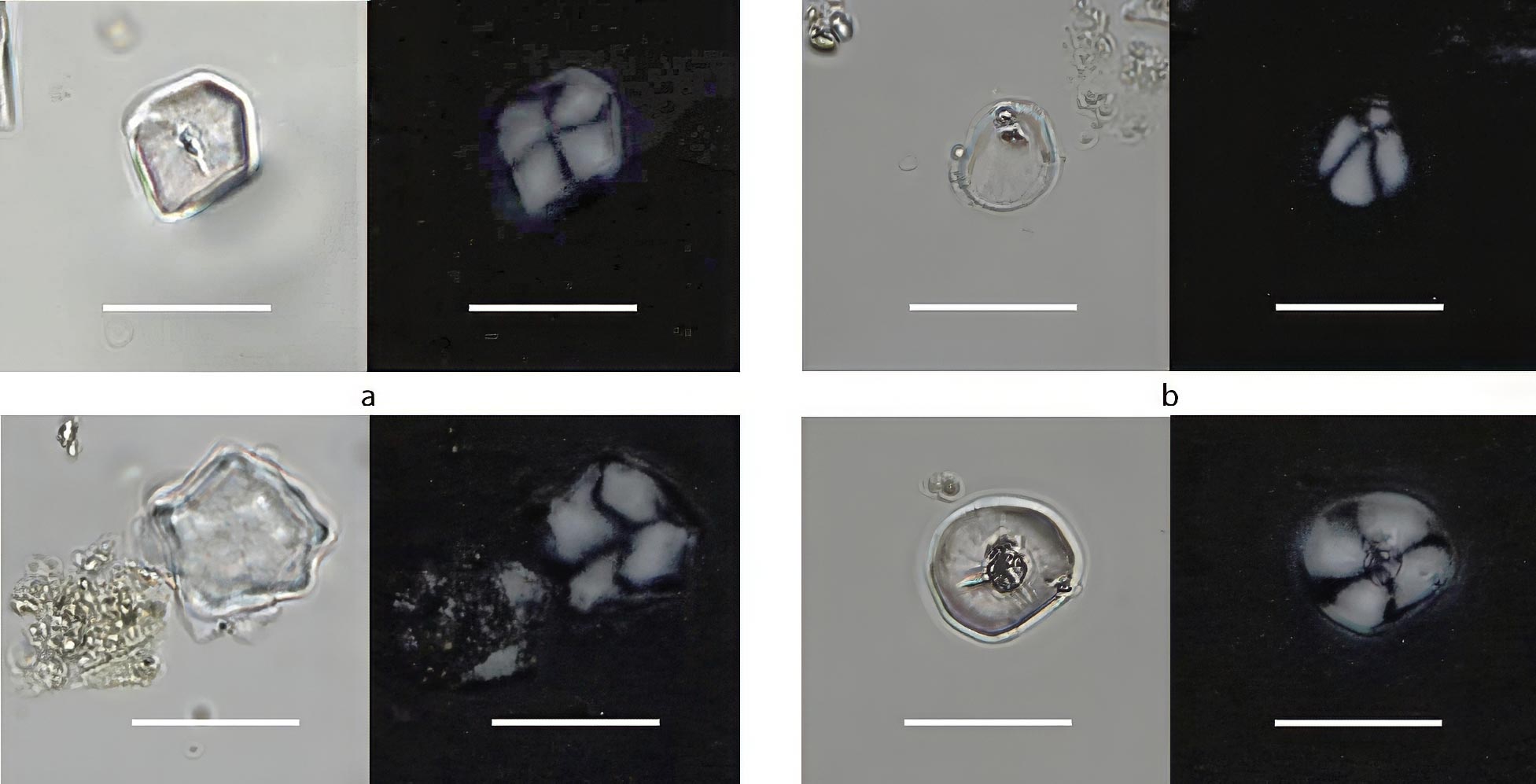 5500年前的磨石揭示了新石器时代农民饮食的细节   (https://www.qianyan.tech/) 科学 第2张