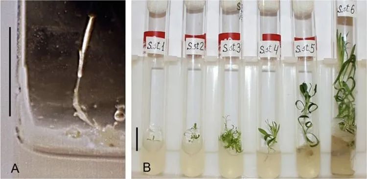 科学家复活了3万年前的种子 直到植物开花才发现和现代的不同   (https://www.qianyan.tech/) 科学 第7张