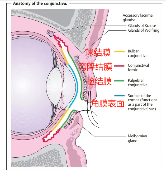 灰尘、睫毛……进到眼睛里的异物 最后都去哪儿了啊   (https://www.qianyan.tech/) 科学 第1张