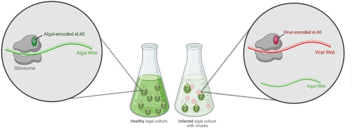 研究人员发现带有核糖体蛋白的神秘病毒   (https://www.qianyan.tech/) 科学 第1张