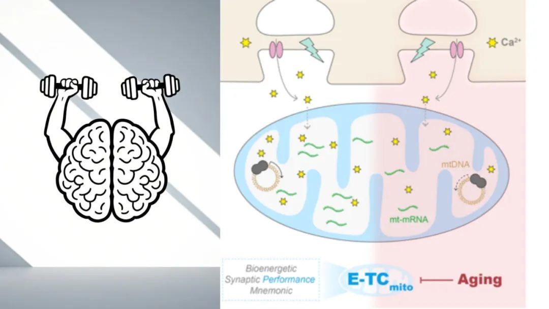 浙江大学研究人员揭示思考让大脑变年轻的秘密   (https://www.qianyan.tech/) 科学 第1张