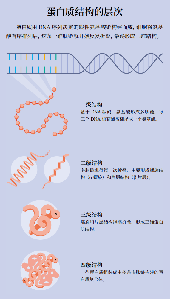 为何诺贝尔化学奖又颁给AI？万字详解：AI重塑结构生物学   (https://www.qianyan.tech/) 科学 第5张