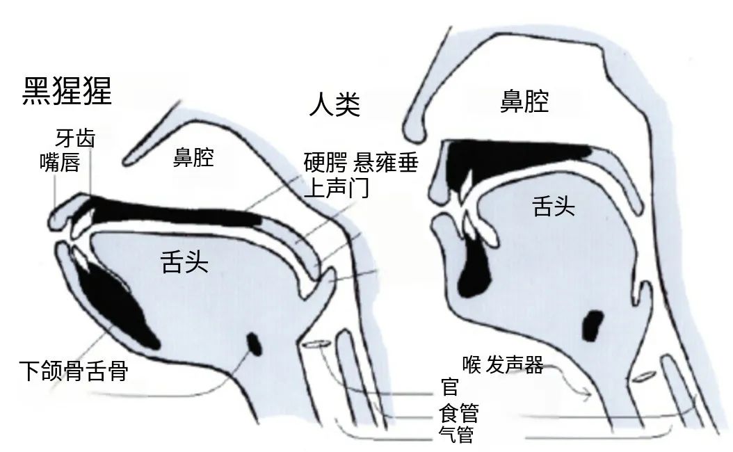 人类身上有什么明显的缺陷？吃饭时发出声音会杀死自己，只有人类会这样   (https://www.qianyan.tech/) 科学 第3张