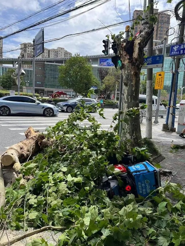 上海行道树折断倒伏，途经闪送小哥被砸身亡 (https://www.qianyan.tech/) 互联网 第1张